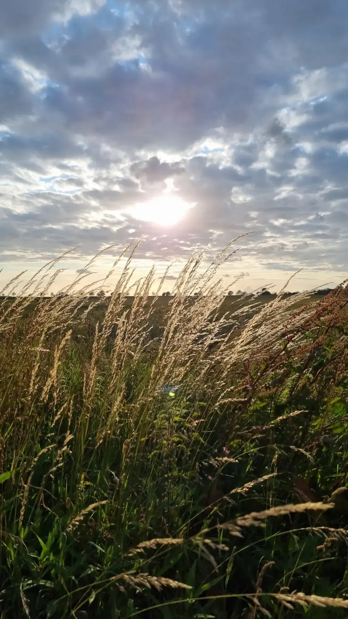 Abendstimmung am Feld bei Drewoldke auf Rügen